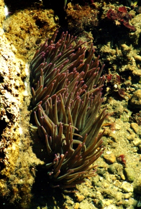 Anemonia viridis